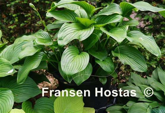 Hosta Old Faithful